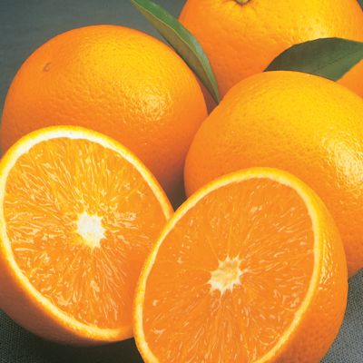 Valencia Oranges (5 lbs.)