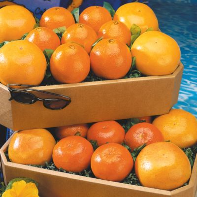 Funshine Sampler (32 lbs.)