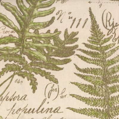 Woodland Cedar Moss