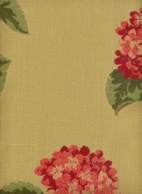 Hydrangea Crimson