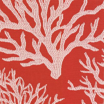 Coral Sea Tangerine