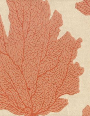 Corolline Coral