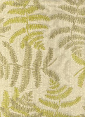 Cascade Fern