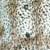 Leopard/Black
