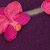 Plum/Rose