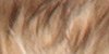 Tan Tipped          