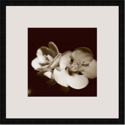 Sepia Quince Blossoms IV