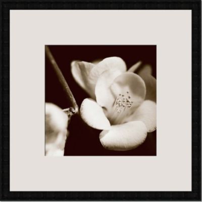 Sepia Quince Blossoms V