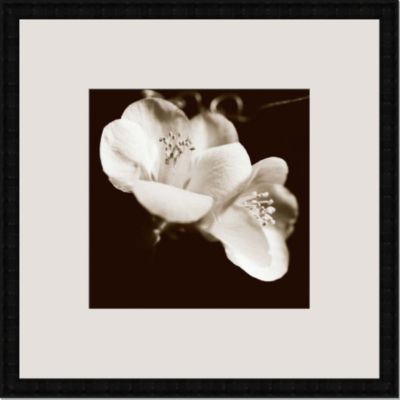 Sepia Quince Blossoms VI