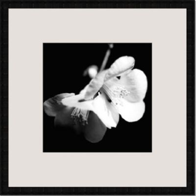 New Image Sepia Quince Blossoms I