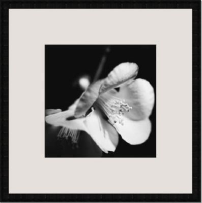 New Image Sepia Quince Blossoms II