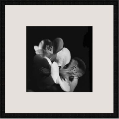 New Image Sepia Quince Blossoms III
