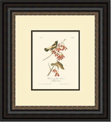 Set of 4 19x22 Bird Prints