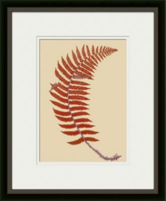 Soft Prickly Shield Fern