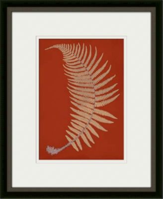 Male Fern