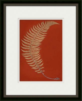 Hard Prickly Shield Fern