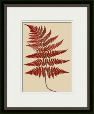 Broad Buckler Fern