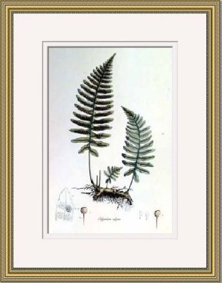 Fern I & II