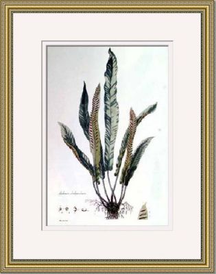 Fern III & IV