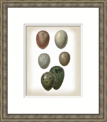Vision Studio Bird Egg Study V & VI