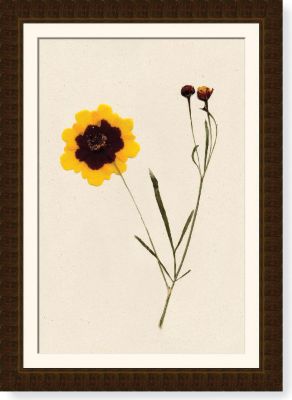 Coreopsis Stalks
