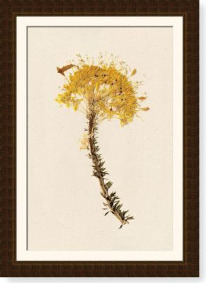 Bee Plant