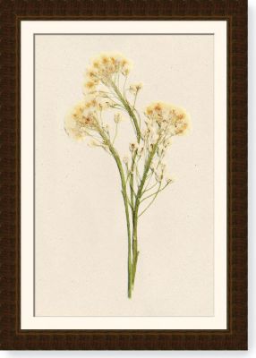 Alyssum