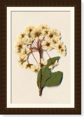 Bridal Wreath