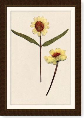 Zinnia Stalk I