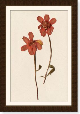 Larkspur Stalk
