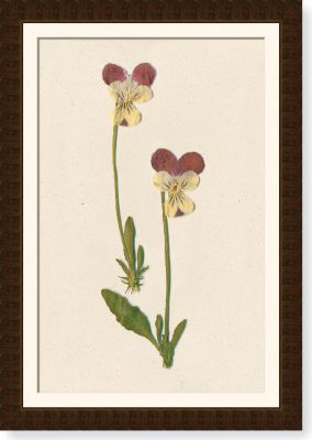 Texas Bluebonnet