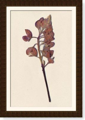 Zinnia Stalk II