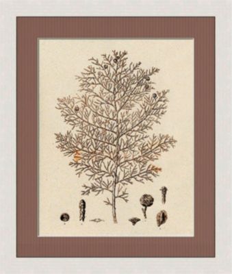 Sepia Line Plants III