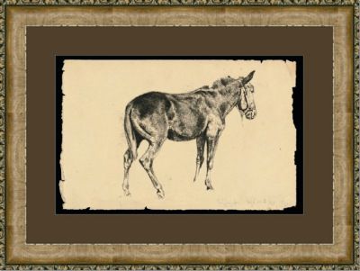 Equine Study I