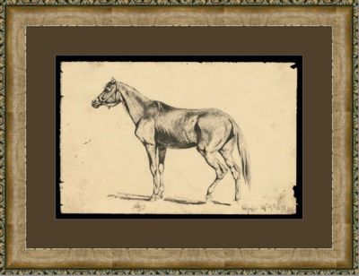 Equine Study II