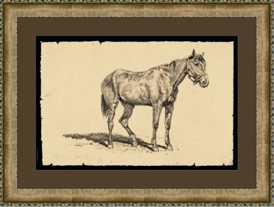 Equine Study III