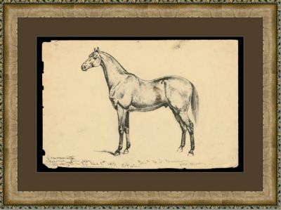 Equine Study IV