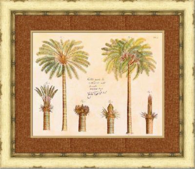 Exotic Palm II