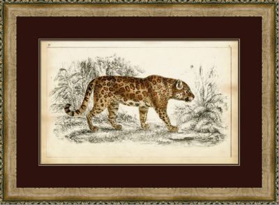 Naturalist Cheetah