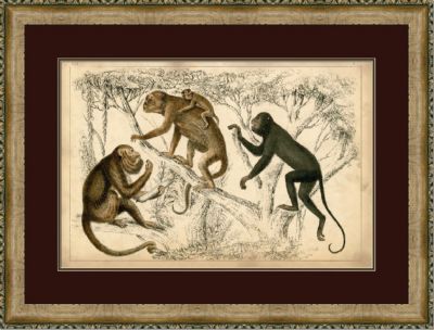 Naturalist Monkeys