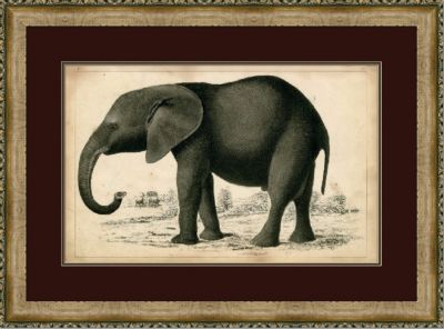 Naturalist Elephant