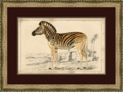 Naturalist Zebra I