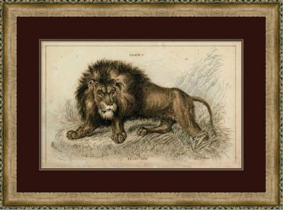 Naturalist Lion