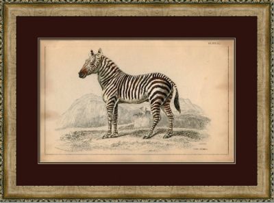 Naturalist Zebra II