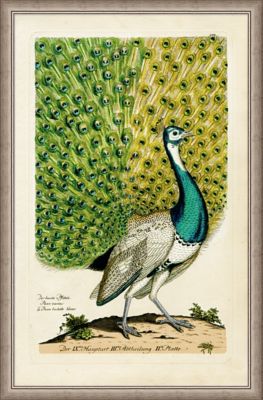 Large Peacock 1