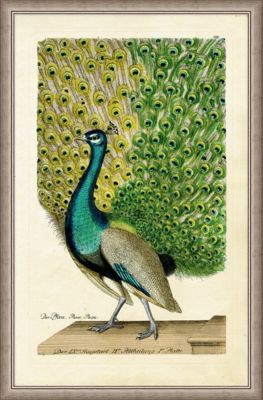 Large Peacock 2