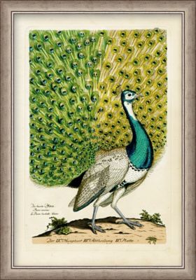 Small Peacock 1