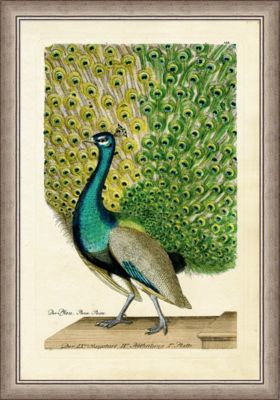 Small Peacock 2