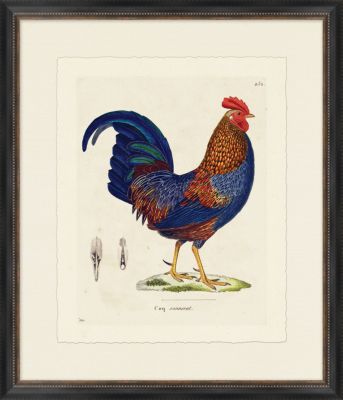 Rooster II