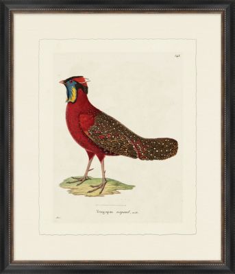 Rooster III